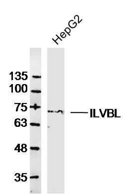 HepG2 lysates probed with ILVBL Polyclonal Antibody, Unconjugated (bs-11014R) at 1:300 dilution and 4˚C overnight incubation. Followed by conjugated secondary antibody incubation at 1:10000 for 60 min at 37˚C.