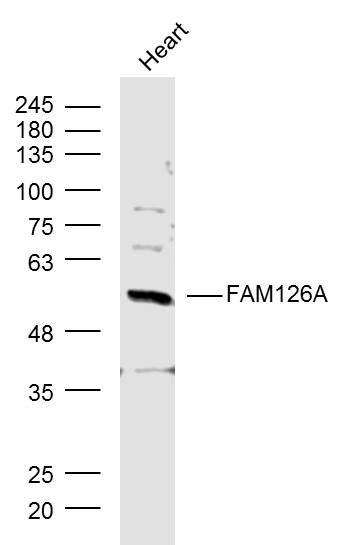 Mouse Heart lysates probed with FAM126A Polyclonal Antibody, Unconjugated (bs-11554R) at 1:300 dilution and 4˚C overnight incubation. Followed by conjugated secondary antibody incubation at 1:10000 for 60 min at 37˚C.