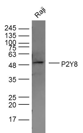 Raji lysates probed with P2Y8 Polyclonal Antibody, Unconjugated (bs-12073R) at 1:300 dilution and 4˚C overnight incubation. Followed by conjugated secondary antibody incubation at 1:10000 for 60 min at 37˚C.