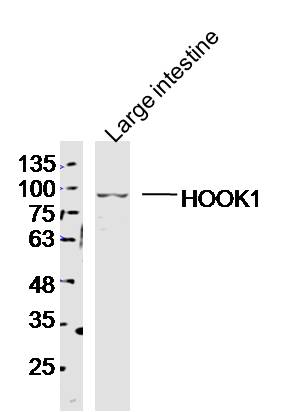 Mouse Large intestine lysates probed with HOOK1 Polyclonal Antibody, Unconjugated (bs-12287R) at 1:300 dilution and 4˚C overnight incubation. Followed by conjugated secondary antibody incubation at 1:10000 for 60 min at 37˚C.