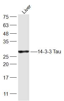 Rat Liver lysates probed with 14-3-3 Tau Polyclonal Antibody, Unconjugated (bs-12419R) at 1:300 dilution and 4˚C overnight incubation. Followed by conjugated secondary antibody incubation at 1:10000 for 60 min at 37˚C.