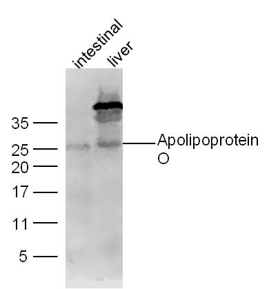 Lane 1: Mouse intestinal lysates; Lane 2: Mouse Liver lysates probed with Apolipoprotein O Polyclonal Antibody, Unconjugated (bs-12502R) at 1:300 dilution and 4˚C overnight incubation. Followed by conjugated secondary antibody incubation at 1:10000 for 60 min at 37˚C.