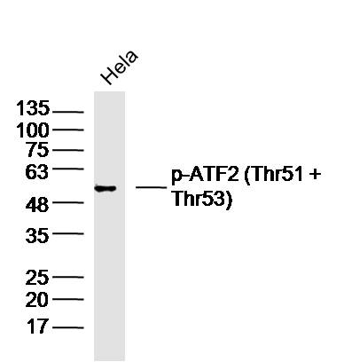 Hela lysates probed with p-ATF2 (Thr51 + Thr53) Polyclonal Antibody, Unconjugated (bs-12537R) at 1:300 dilution and 4˚C overnight incubation. Followed by conjugated secondary antibody incubation at 1:10000 for 60 min at 37˚C.