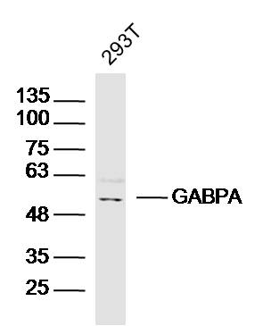 293T lysates probed with GABPA Polyclonal Antibody, Unconjugated (bs-13261R) at 1:300 dilution and 4˚C overnight incubation. Followed by conjugated secondary antibody incubation at 1:10000 for 60 min at 37˚C.