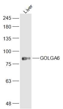 Mouse liver lysates probed with GOLGA6 Polyclonal Antibody, Unconjugated (bs-13482R) at 1:300 dilution and 4˚C overnight incubation. Followed by conjugated secondary antibody incubation at 1:10000 for 60 min at 37˚C.