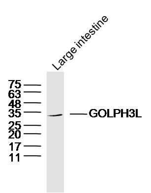 Mouse large intestine lysates probed with GOLPH3L Polyclonal Antibody, Unconjugated (bs-13489R) at 1:300 dilution and 4˚C overnight incubation. Followed by conjugated secondary antibody incubation at 1:10000 for 60 min at 37˚C.