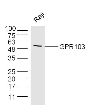 Raji lysates probed with GPR103 Polyclonal Antibody, Unconjugated (bs-13512R) at 1:300 dilution and 4˚C overnight incubation. Followed by conjugated secondary antibody incubation at 1:10000 for 60 min at 37˚C.