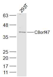 293T lysates probed with C8orf47 Polyclonal Antibody, Unconjugated (bs-15294R) at 1:300 dilution and 4˚C overnight incubation. Followed by conjugated secondary antibody incubation at 1:10000 for 60 min at 37˚C.