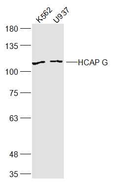 Lane 1: K562 lysates; Lane 2: U937 lysates probed with HCAP G Polyclonal Antibody, Unconjugated (bs-15422R) at 1:300 dilution and 4˚C overnight incubation. Followed by conjugated secondary antibody incubation at 1:10000 for 60 min at 37˚C.