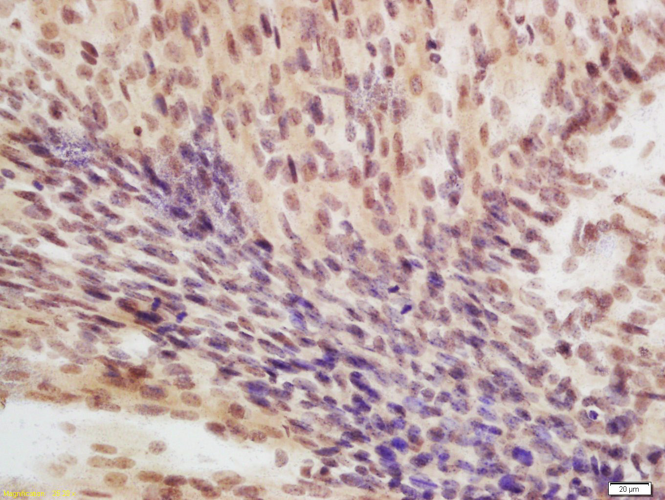 Paraformaldehyde-fixed, paraffin embedded Mouse embryo; Antigen retrieval by boiling in sodium citrate buffer (pH6.0) for 15min; Block endogenous peroxidase by 3% hydrogen peroxide for 20 minutes; Blocking buffer (normal goat serum) at 37°C for 30min; Antibody incubation with eIF4A3 Polyclonal Antibody, Unconjugated (bs-14548R) at 1:200 overnight at 4°C, DAB staining.