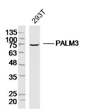 293T lysates probed with PALM3 Polyclonal Antibody, Unconjugated (bs-20181R) at 1:300 dilution and 4˚C overnight incubation. Followed by conjugated secondary antibody incubation at 1:10000 for 60 min at 37˚C.