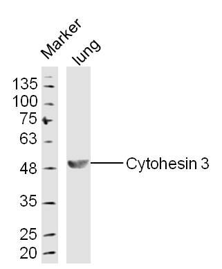 Lung lysates probed with Cytohesin 3 Polyclonal Antibody, Unconjugated (bs-20269R) at 1:300 dilution and 4˚C overnight incubation. Followed by conjugated secondary antibody incubation at 1:10000 for 60 min at 37˚C.