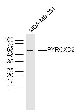 MDA-MB-231 lysates probed with PYROXD2 Polyclonal Antibody, Unconjugated (bs-20286R) at 1:300 dilution and 4˚C overnight incubation. Followed by conjugated secondary antibody incubation at 1:10000 for 60 min at 37˚C.