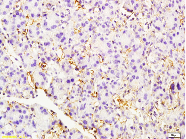 Formalin-fixed and paraffin embedded rat pancreas tissue labeled with Anti-CD105 Polyclonal Antibody (bs-4609R), Unconjugated at 1:200 followed by conjugation to the secondary antibody, (SP-0023), and DAB staining