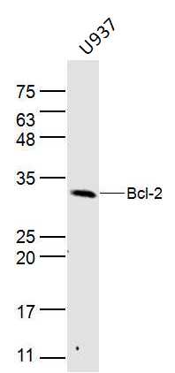 U937 lysates probed with Bcl-2 Polyclonal Antibody, Unconjugated (bs-20351R) at 1:300 dilution and 4˚C overnight incubation. Followed by conjugated secondary antibody incubation at 1:10000 for 60 min at 37˚C.