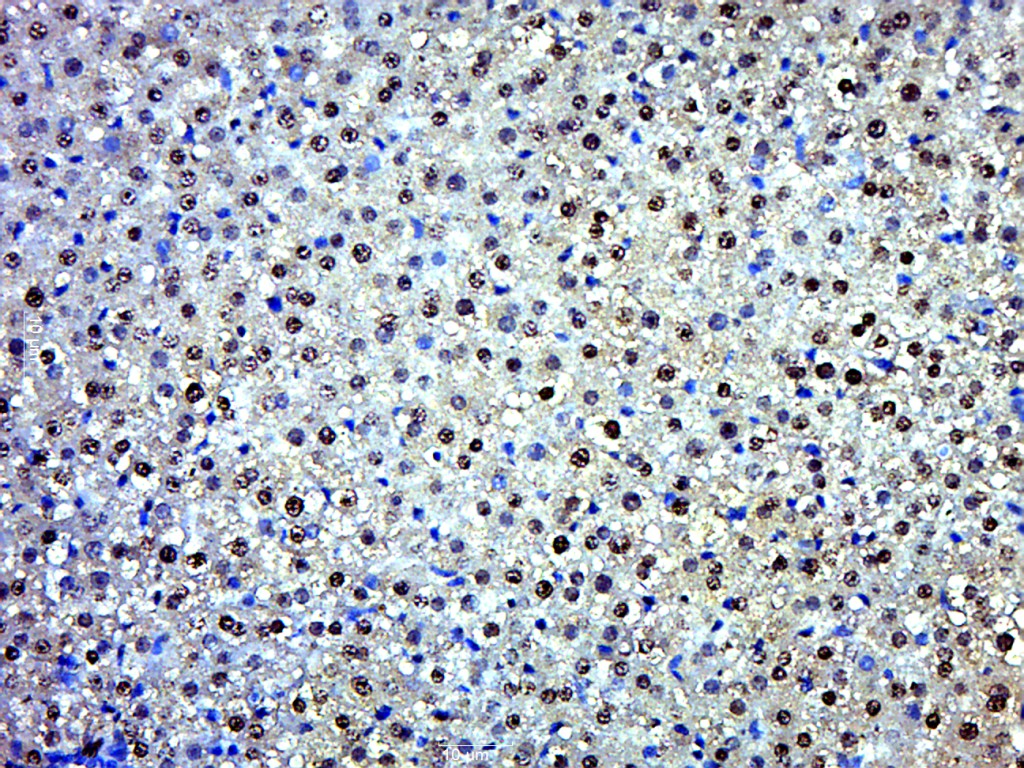 Paraformaldehyde-fixed, paraffin embedded Rat liver; Antigen retrieval by boiling in sodium citrate buffer (pH6.0) for 15min; Block endogenous peroxidase by 3% hydrogen peroxide for 20 minutes; Blocking buffer (normal goat serum) at 37°C for 30min; Antibody incubation with EXD2 Polyclonal Antibody, Unconjugated (bs-14654R) at 1:400 overnight at 4°C, DAB staining.
