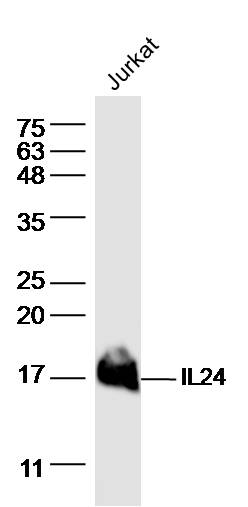 Jurkat lysates probed with IL24 Polyclonal Antibody, Unconjugated (bs-7537R) at 1:300 dilution and 4˚C overnight incubation. Followed by conjugated secondary antibody incubation at 1:10000 for 60 min at 37˚C.