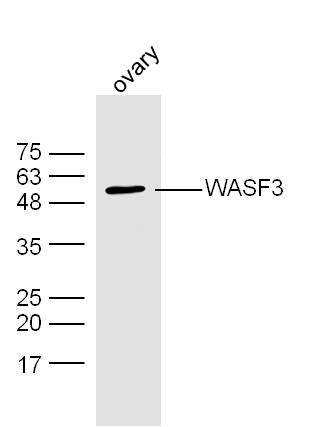 Mouse ovarian lysates probed with WASF3 Polyclonal Antibody, Unconjugated (bs-10578R) at 1:300 dilution and 4˚C overnight incubation. Followed by conjugated secondary antibody incubation at 1:10000 for 60 min at 37˚C.