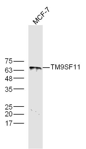 MCF-7 lysates probed with TM9SF1 Polyclonal Antibody, Unconjugated (bs-10764R) at 1:300 dilution and 4˚C overnight incubation. Followed by conjugated secondary antibody incubation at 1:10000 for 60 min at 37˚C.