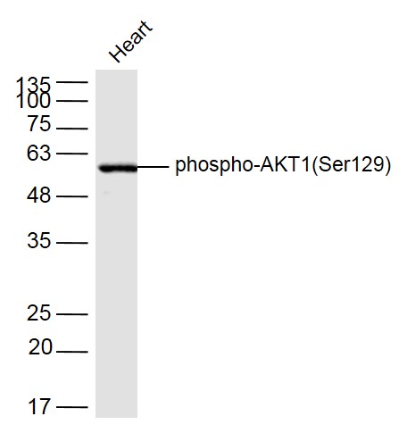 Mouse heart lysates probed with AKT1(Ser129) Polyclonal Antibody, Unconjugated (bs-10996R) at 1:300 dilution and 4˚C overnight incubation. Followed by conjugated secondary antibody incubation at 1:10000 for 60 min at 37˚C.