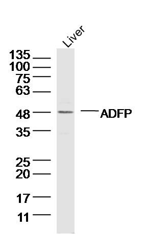 Mouse liver lysates probed with ADFP Polyclonal Antibody, Unconjugated (bs-1164R) at 1:300 dilution and 4˚C overnight incubation. Followed by conjugated secondary antibody incubation at 1:10000 for 60 min at 37˚C.