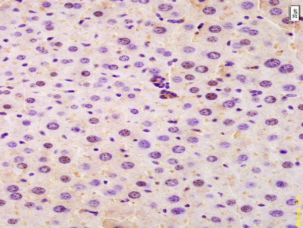 Formalin-fixed and paraffin embedded mouse liver labeled with Anti-SRRM2 Polyclonal Antibody, Unconjugated (bs-8067R) at 1:200 followed by conjugation to the secondary antibody and DAB staining.