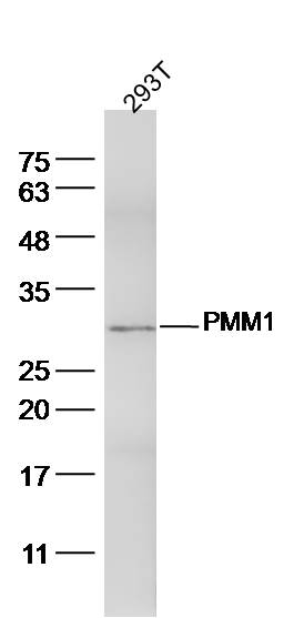 293T lysates probed with PMM1 Polyclonal Antibody, Unconjugated (bs-12740R) at 1:300 dilution and 4˚C overnight incubation. Followed by conjugated secondary antibody incubation at 1:10000 for 60 min at 37˚C.