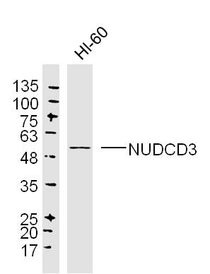 HL60 lysates probed with NUDCD3 Polyclonal Antibody, Unconjugated (bs-13766R) at 1:300 dilution and 4˚C overnight incubation. Followed by conjugated secondary antibody incubation at 1:10000 for 60 min at 37˚C.