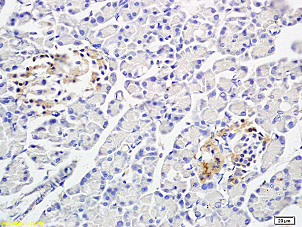 Formalin-fixed and paraffin embedded: rat pancreas tissue labeled with Anti-PP-1B Polyclonal Antibody (bs-0133M), Unconjugated at 1:300 followed by conjugation to the secondary antibody and DAB staining