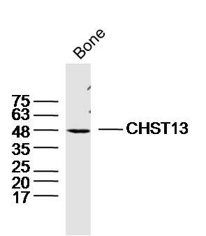 Mouse bone lysates probed with CHST13 Polyclonal Antibody, Unconjugated (bs-13932R) at 1:300 dilution and 4˚C overnight incubation. Followed by conjugated secondary antibody incubation at 1:10000 for 60 min at 37˚C.