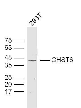 293T lysates probed with CHST6 Polyclonal Antibody, Unconjugated (bs-13937R) at 1:300 dilution and 4˚C overnight incubation. Followed by conjugated secondary antibody incubation at 1:10000 for 60 min at 37˚C.