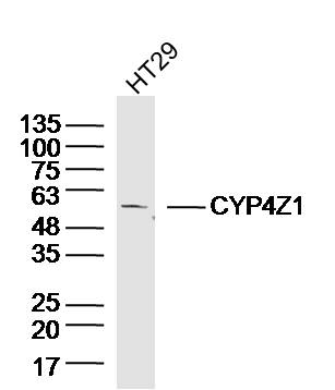 HT29 lysates probed with CYP4Z1 Polyclonal Antibody, Unconjugated (bs-14163R) at 1:300 dilution and 4˚C overnight incubation. Followed by conjugated secondary antibody incubation at 1:10000 for 60 min at 37˚C.