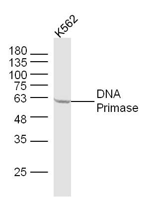 K562 lysates probed with DNA Primase Polyclonal Antibody, Unconjugated (bs-14357R) at 1:300 dilution and 4˚C overnight incubation. Followed by conjugated secondary antibody incubation at 1:10000 for 60 min at 37˚C.