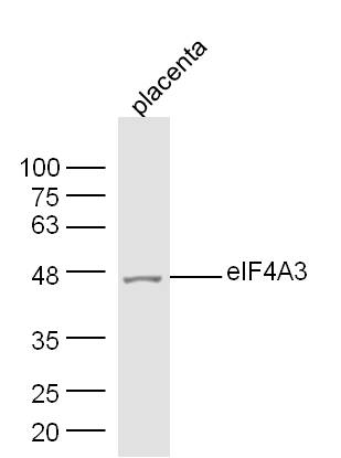 Mouse placenta lysates probed with eIF4A3 Polyclonal Antibody, Unconjugated (bs-14548R) at 1:300 dilution and 4˚C overnight incubation. Followed by conjugated secondary antibody incubation at 1:10000 for 60 min at 37˚C.