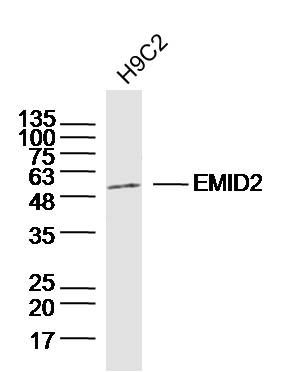 H9C2 lysates probed with EMID2 Polyclonal Antibody, Unconjugated (bs-14582R) at 1:300 dilution and 4˚C overnight incubation. Followed by conjugated secondary antibody incubation at 1:10000 for 60 min at 37˚C.
