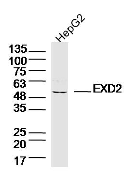 HepG2 lysates probed with EXD2 Polyclonal Antibody, Unconjugated (bs-14654R) at 1:300 dilution and 4˚C overnight incubation. Followed by conjugated secondary antibody incubation at 1:10000 for 60 min at 37˚C.