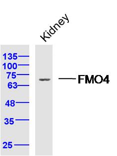 Mouse kidney lysates probed with FMO4 Polyclonal Antibody, Unconjugated (bs-16099R) at 1:300 dilution and 4˚C overnight incubation. Followed by conjugated secondary antibody incubation at 1:10000 for 60 min at 37˚C.
