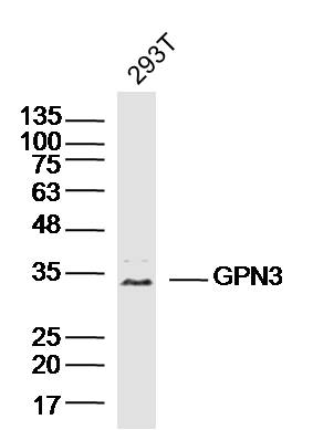 293T lysates probed with GPN3 Polyclonal Antibody, Unconjugated (bs-16278R) at 1:300 dilution and 4˚C overnight incubation. Followed by conjugated secondary antibody incubation at 1:10000 for 60 min at 37˚C.