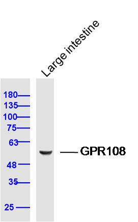 Mouse large intestine lysates probed with GPR108 Polyclonal Antibody, Unconjugated (bs-16285R) at 1:300 dilution and 4˚C overnight incubation. Followed by conjugated secondary antibody incubation at 1:10000 for 60 min at 37˚C.