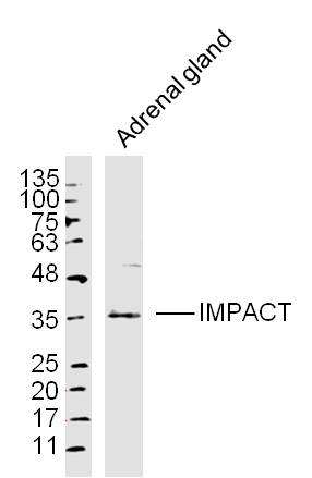 Adrenal gland lysates probed with IMPACT Polyclonal Antibody, Unconjugated (bs-16625R) at 1:300 dilution and 4˚C overnight incubation. Followed by conjugated secondary antibody incubation at 1:10000 for 60 min at 37˚C.