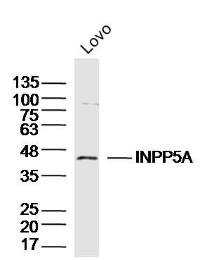 Lovo lysates probed with INPP5A Polyclonal Antibody, Unconjugated (bs-16670R) at 1:300 dilution and 4˚C overnight incubation. Followed by conjugated secondary antibody incubation at 1:10000 for 60 min at 37˚C.