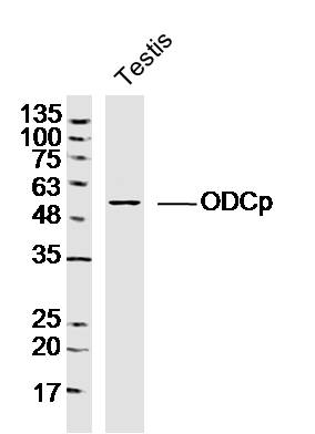 Mouse testis lysates probed with ODCp Polyclonal Antibody, Unconjugated (bs-16872R) at 1:300 dilution and 4˚C overnight incubation. Followed by conjugated secondary antibody incubation at 1:10000 for 60 min at 37˚C.
