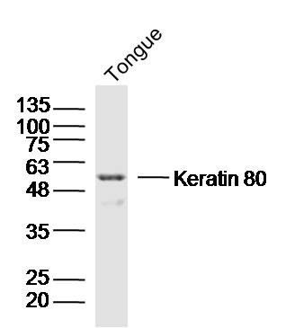 Mouse tongue lysates probed with Keratin 80 Polyclonal Antibody, Unconjugated (bs-16952R) at 1:300 dilution and 4˚C overnight incubation. Followed by conjugated secondary antibody incubation at 1:10000 for 60 min at 37˚C.