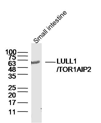 Mouse small intestine lysates probed with TOR1AIP2 Polyclonal Antibody, Unconjugated (bs-17326R) at 1:300 dilution and 4˚C overnight incubation. Followed by conjugated secondary antibody incubation at 1:10000 for 60 min at 37˚C.