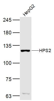 Hepg2 lysates probed with HPS2 Polyclonal Antibody, Unconjugated (bs-17380R) at 1:300 dilution and 4˚C overnight incubation. Followed by conjugated secondary antibody incubation at 1:10000 for 60 min at 37˚C.