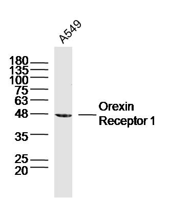 A549 lysates probed with Orexin Receptor 1 Polyclonal Antibody, Unconjugated (bs-18029R) at 1:300 dilution and 4˚C overnight incubation. Followed by conjugated secondary antibody incubation at 1:10000 for 60 min at 37˚C.