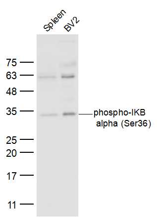 Lane 1: Spleen lysates; Lane 2: BV2 lysates probed with IKB alpha (Ser36) Polyclonal Antibody, Unconjugated (bs-18129R) at 1:300 dilution and 4˚C overnight incubation. Followed by conjugated secondary antibody incubation at 1:10000 for 60 min at 37˚C.