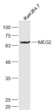 Raw264.7 lysates probed with MEG2 Polyclonal Antibody, Unconjugated (bs-18751R) at 1:300 dilution and 4˚C overnight incubation. Followed by conjugated secondary antibody incubation at 1:10000 for 60 min at 37˚C.