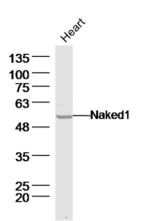 Mouse heart lysates probed with Naked1 Polyclonal Antibody, Unconjugated (bs-19005R) at 1:300 dilution and 4˚C overnight incubation. Followed by conjugated secondary antibody incubation at 1:10000 for 60 min at 37˚C.