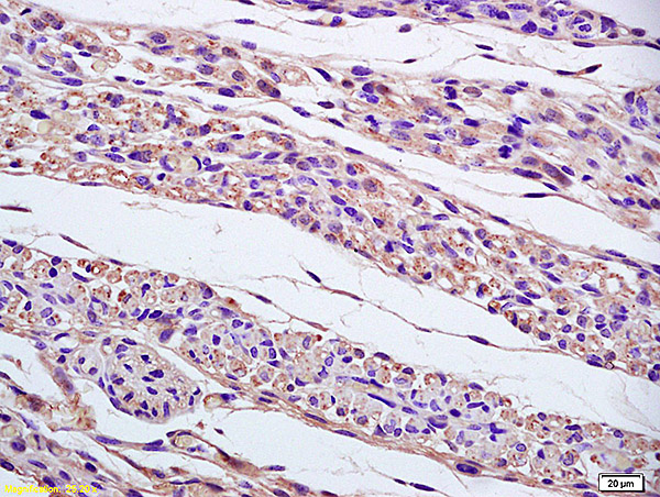 Formalin-fixed and paraffin embedded mouse embryo labeled with Anti-gamma tubulin(Centrosome Marker)Polyclonal Antibody, Unconjugated (bs-1322R) at 1:200 followed by conjugation to the secondary antibody and DAB staining.
